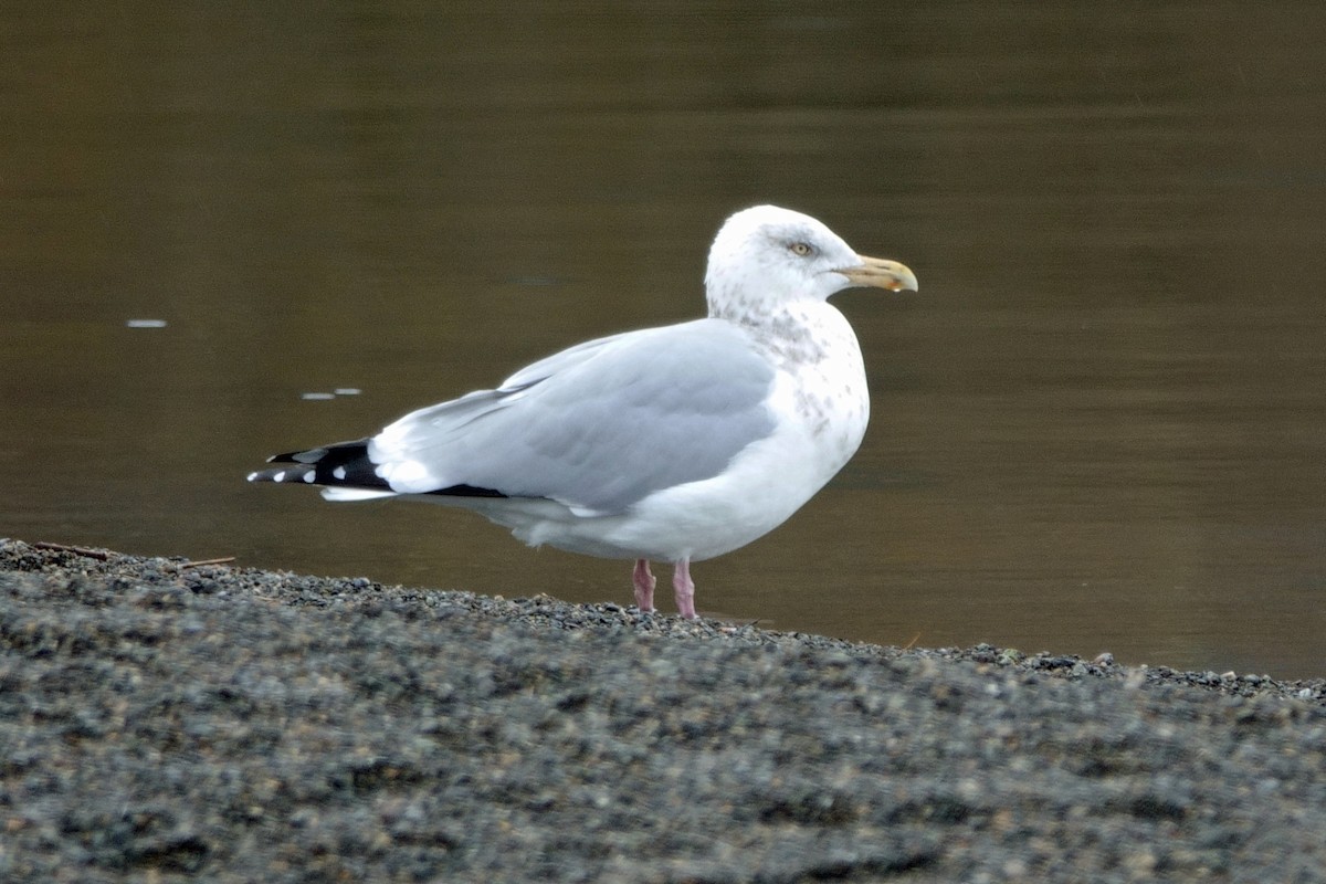 Gaviota Argéntea - ML416543861