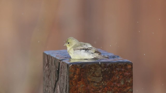 Lesser Goldfinch - ML416544101