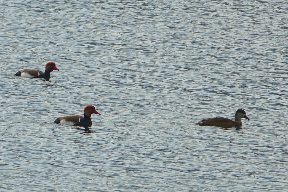 Red-crested Pochard - ML416544181