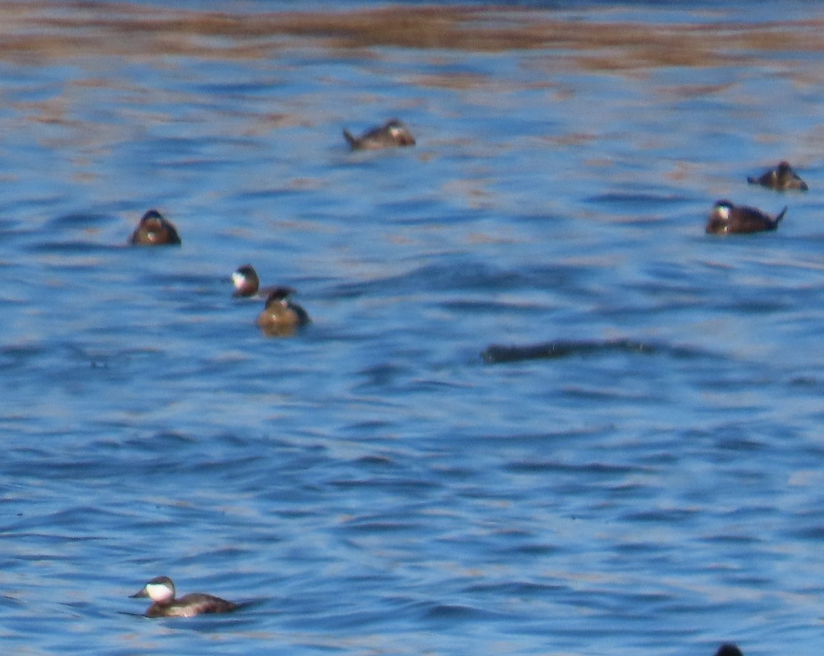 Ruddy Duck - ML416544411