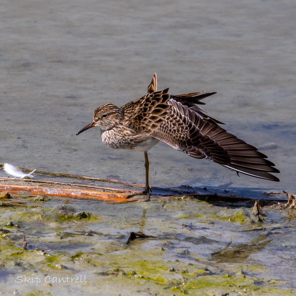 Pectoral Sandpiper - Skip Cantrell