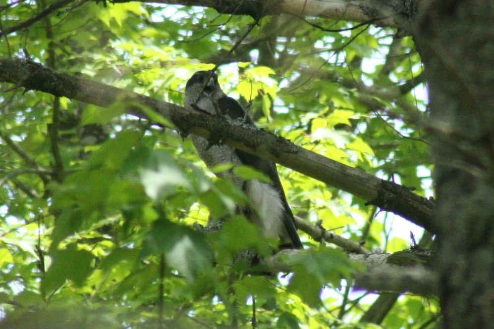 American Goshawk - Margaret Viens