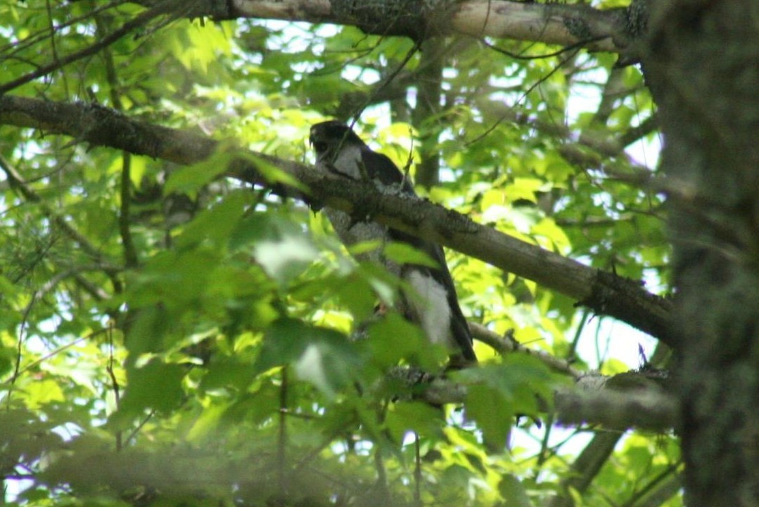 American Goshawk - ML416544941