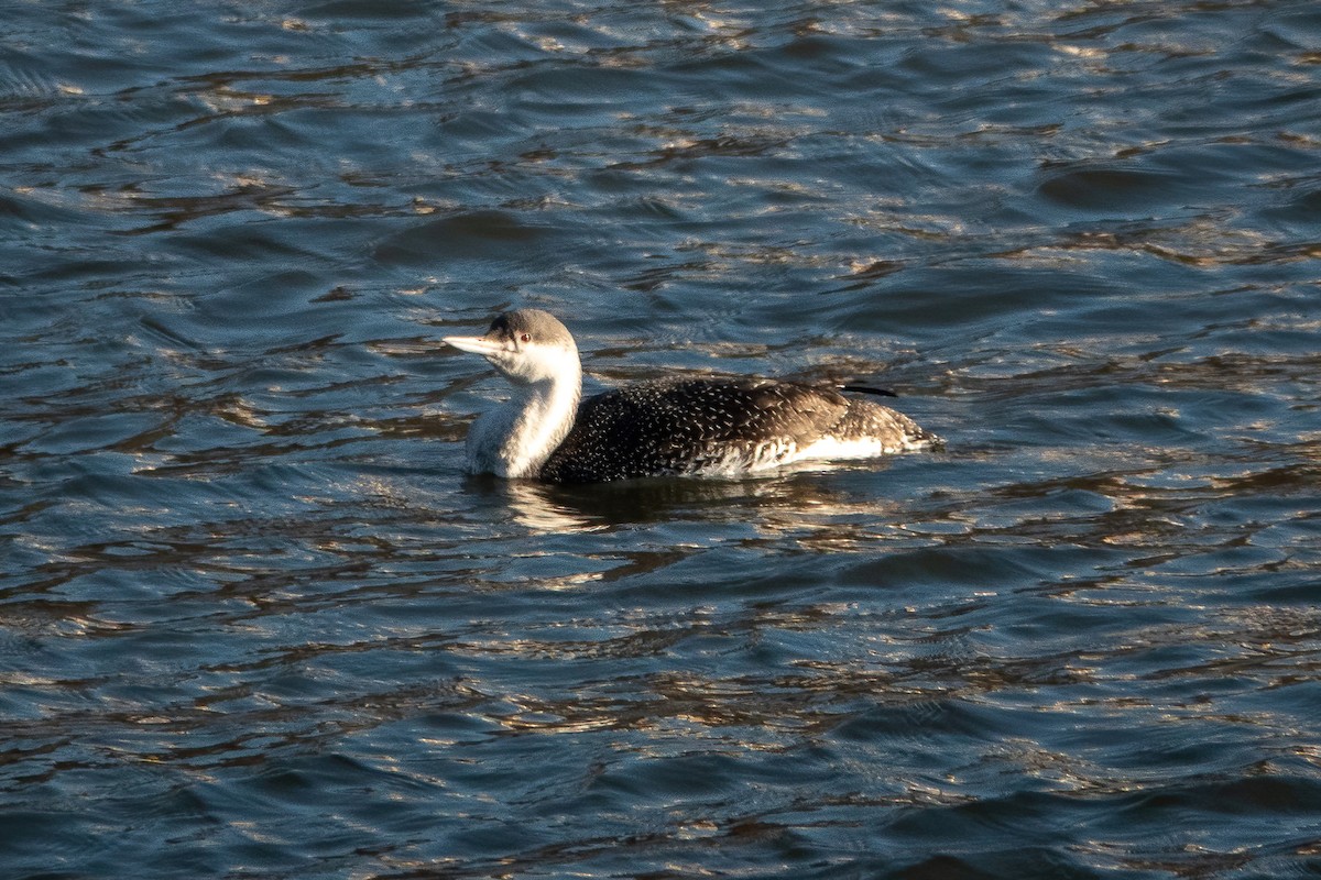 Red-throated Loon - ML416545101