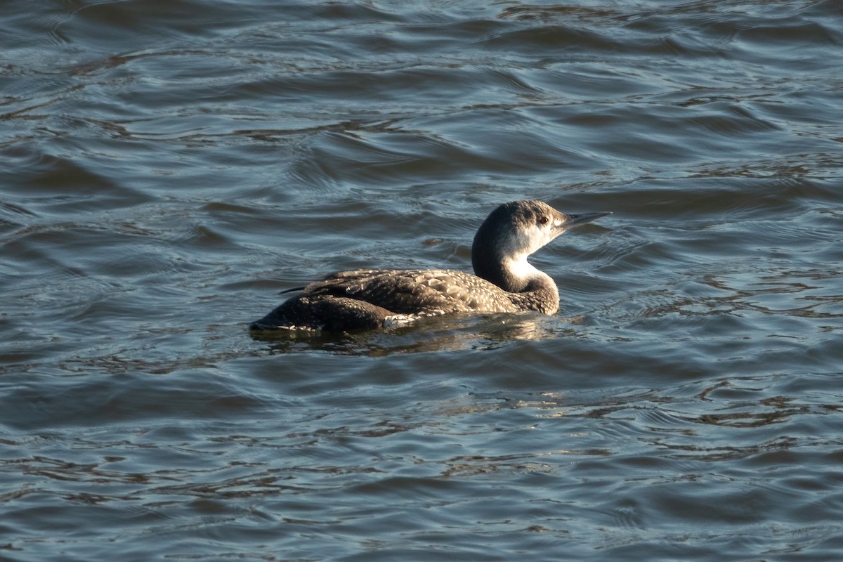Red-throated Loon - ML416545121