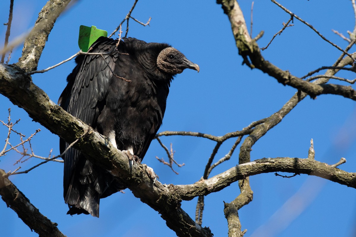 Black Vulture - ML416545651