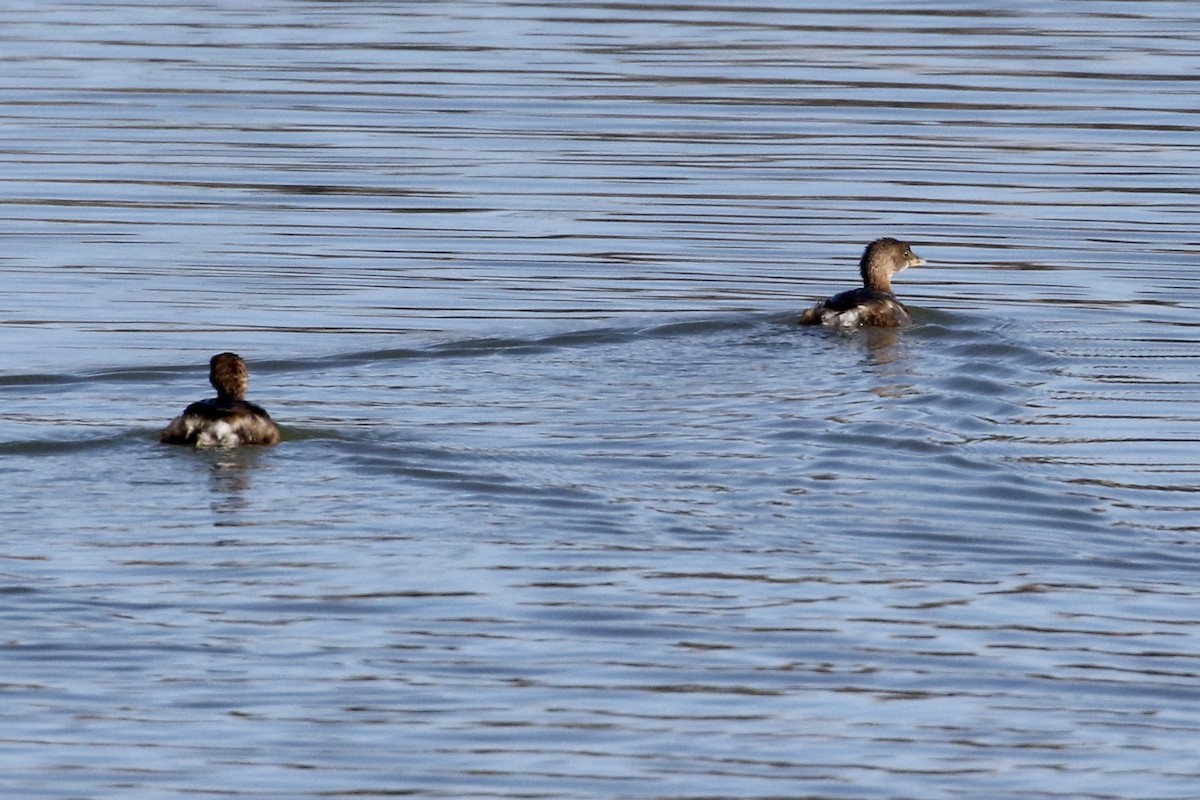 Pied-billed Grebe - ML416546521