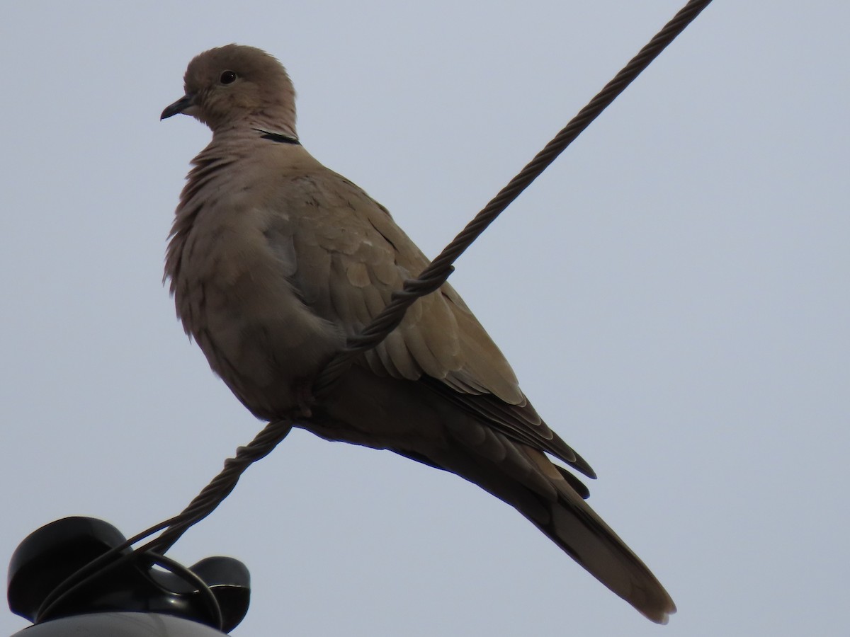 Eurasian Collared-Dove - ML416547721