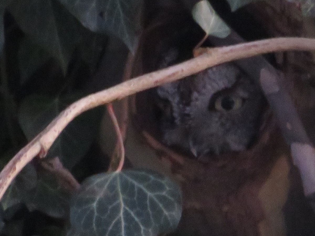 Eastern Screech-Owl - ML416548591