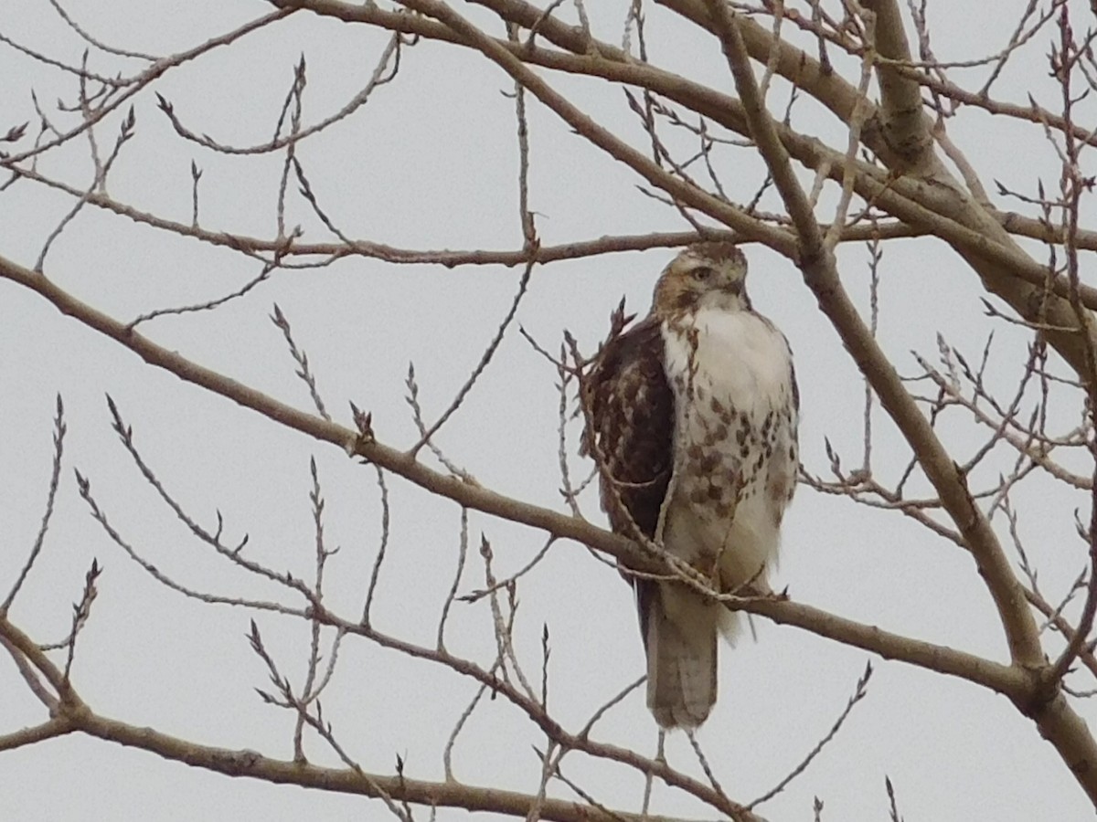 Red-tailed Hawk - sarah morrissey