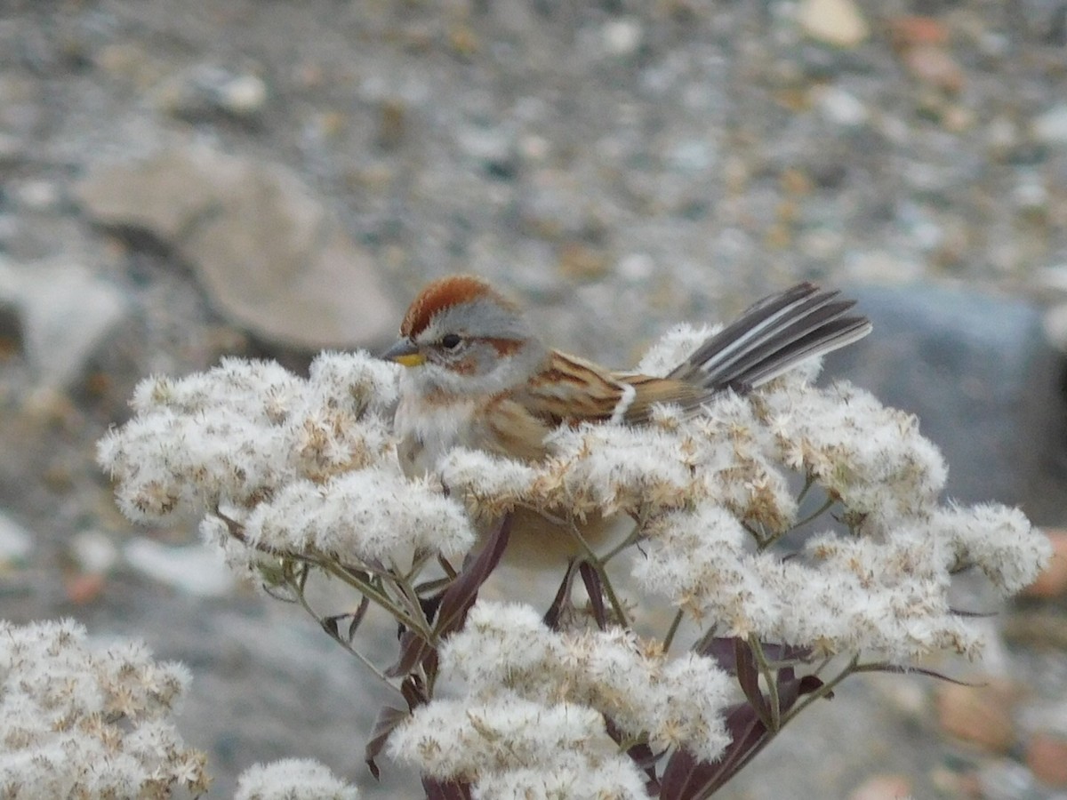 American Tree Sparrow - sarah morrissey