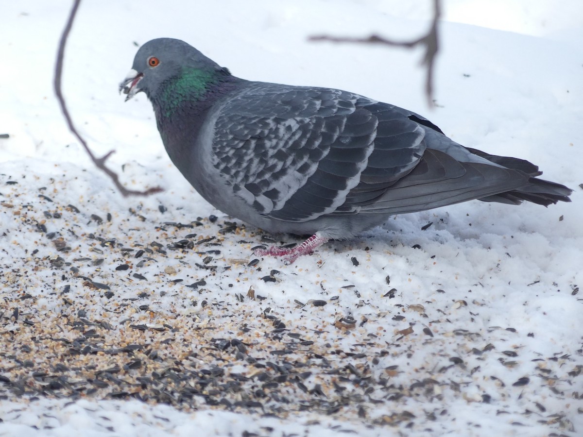 Rock Pigeon (Feral Pigeon) - ML416552111