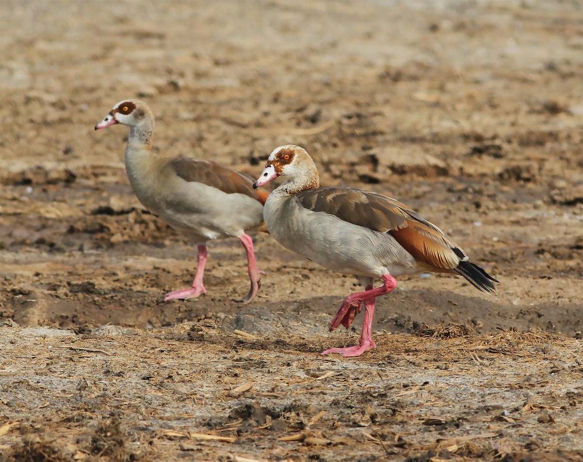 Egyptian Goose - Gary Rosenberg