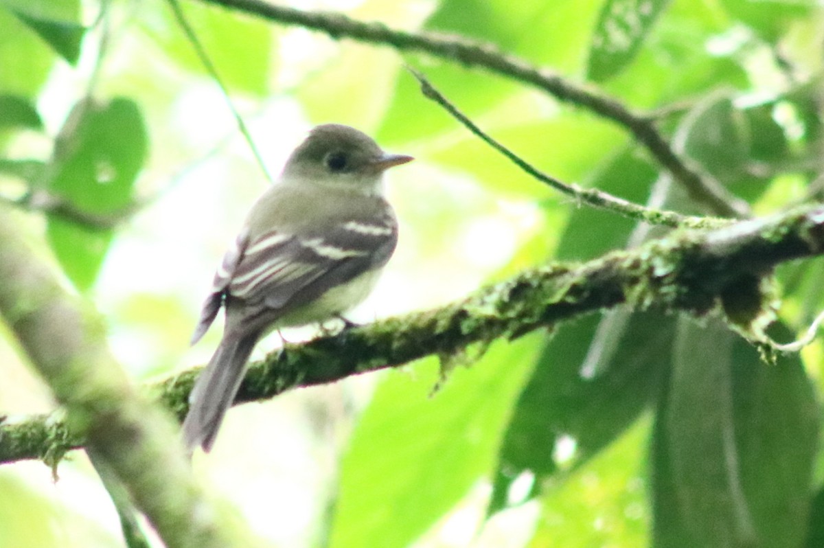 Acadian Flycatcher - ML416554401