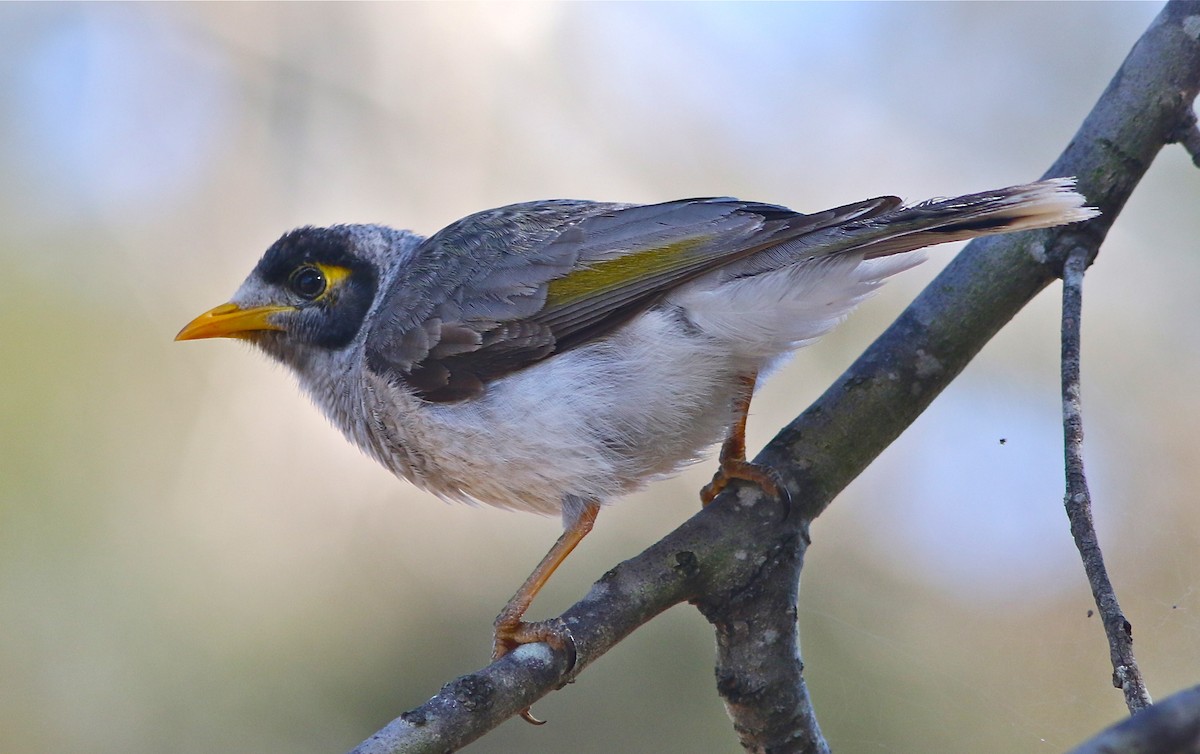 Noisy Miner - ML41655491