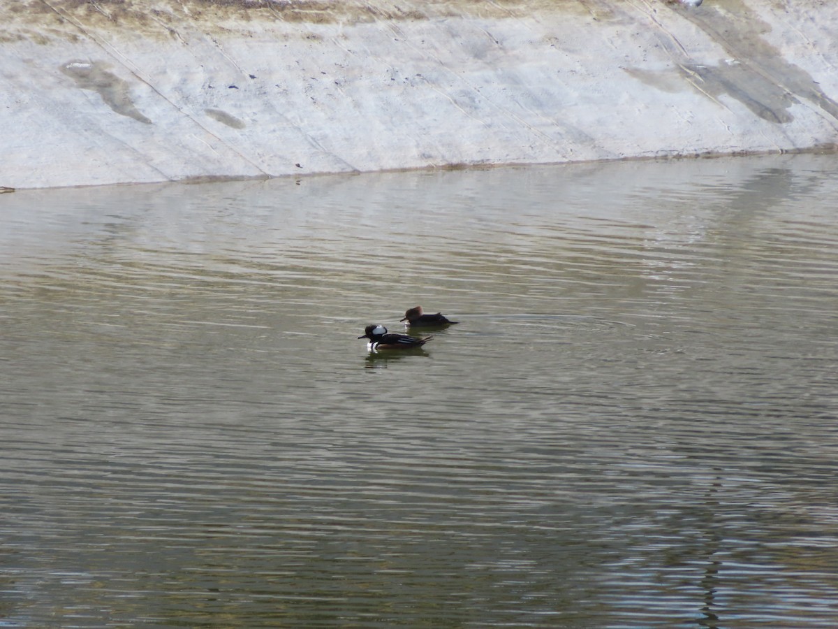 Hooded Merganser - carolyn spidle