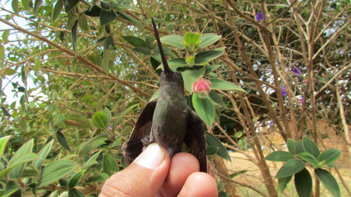 kolibřík zelenočelý - ML416558111