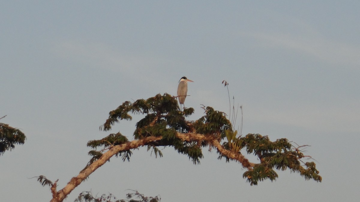 Garza Cuca - ML416558121