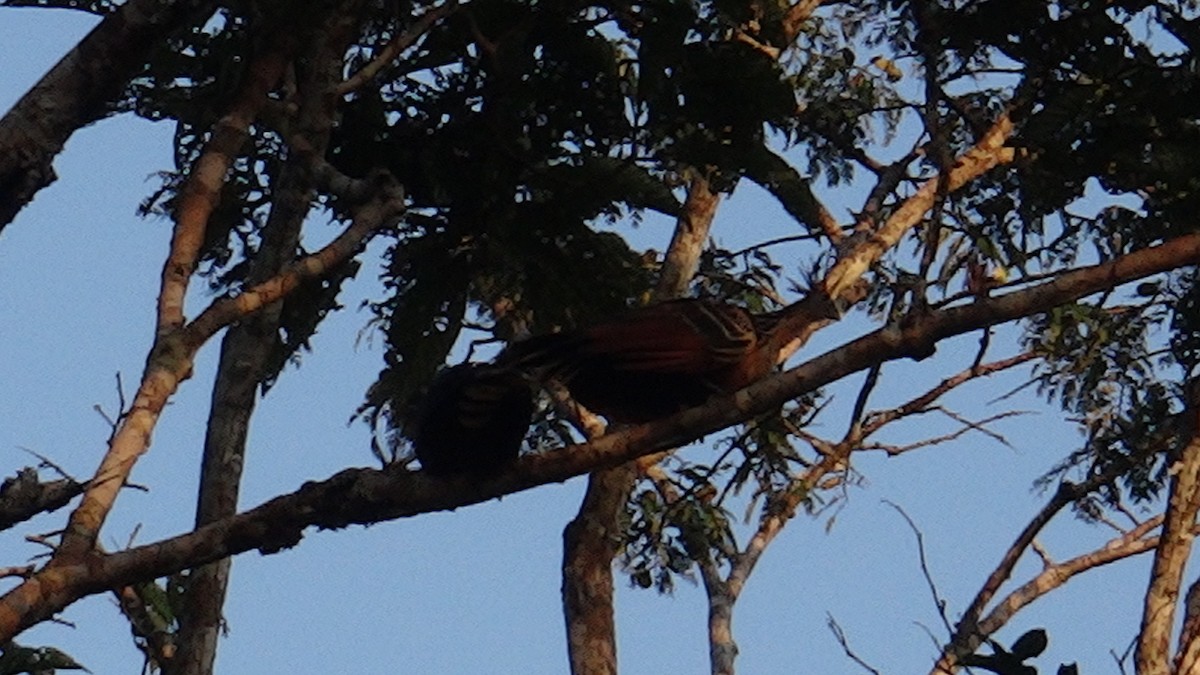 Hoatzin - ML416558181