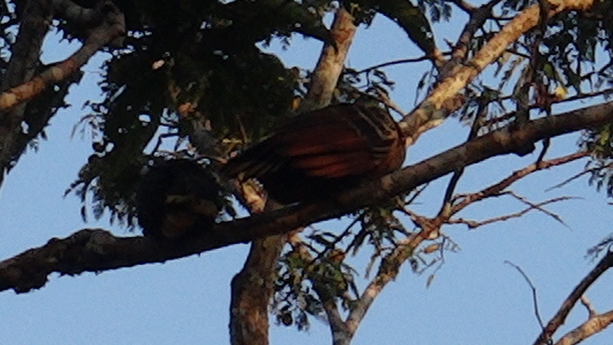 Hoatzin - ML416558201