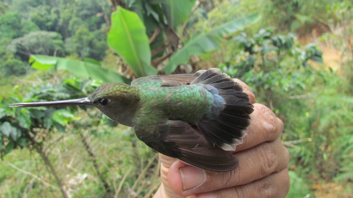 kolibřík zelenočelý - ML416558351