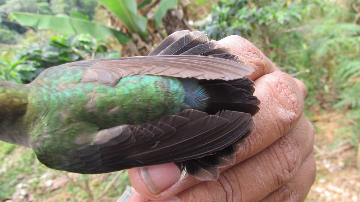 kolibřík zelenočelý - ML416558711