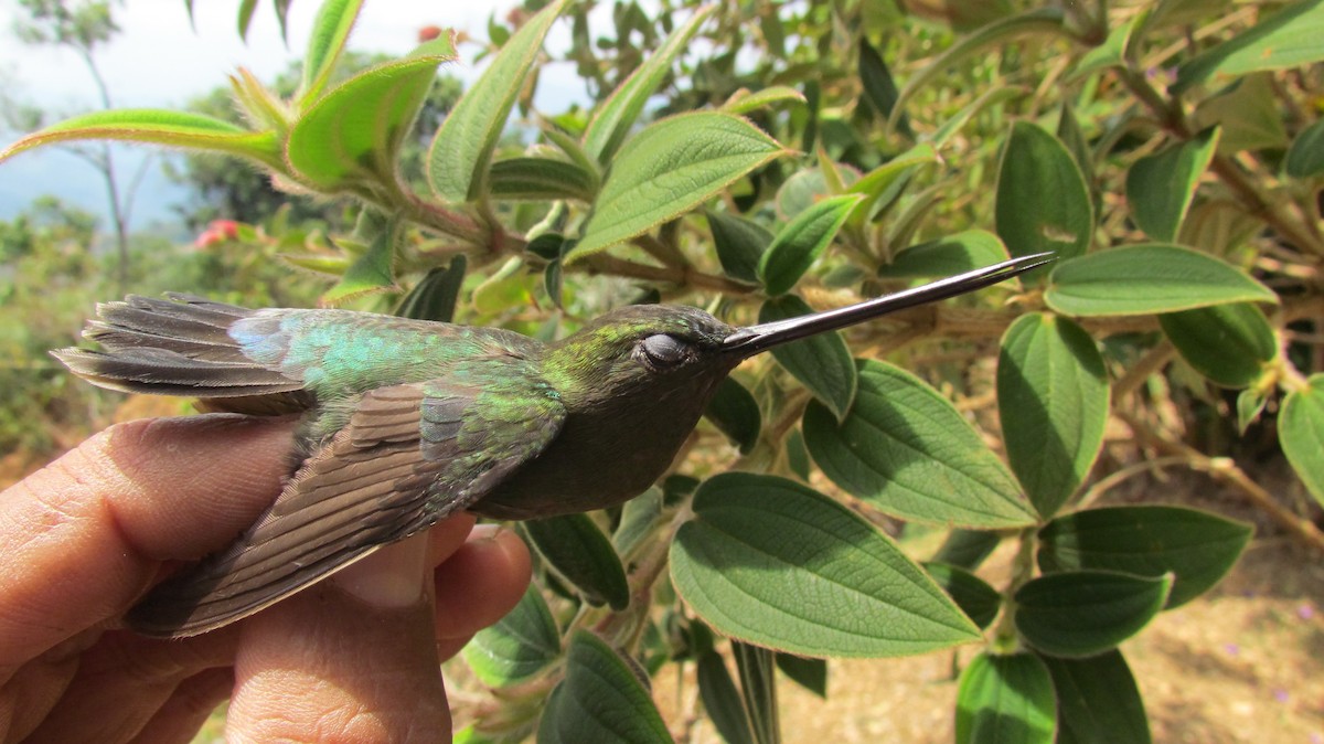 kolibřík zelenočelý - ML416558991