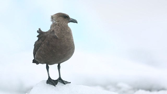 South Polar Skua - ML416559001