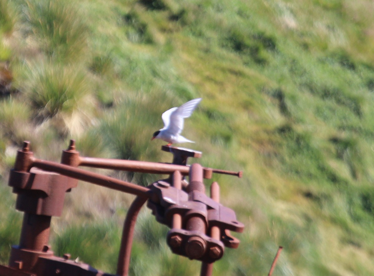 Antarctic Tern (South Georgia) - ML416559151