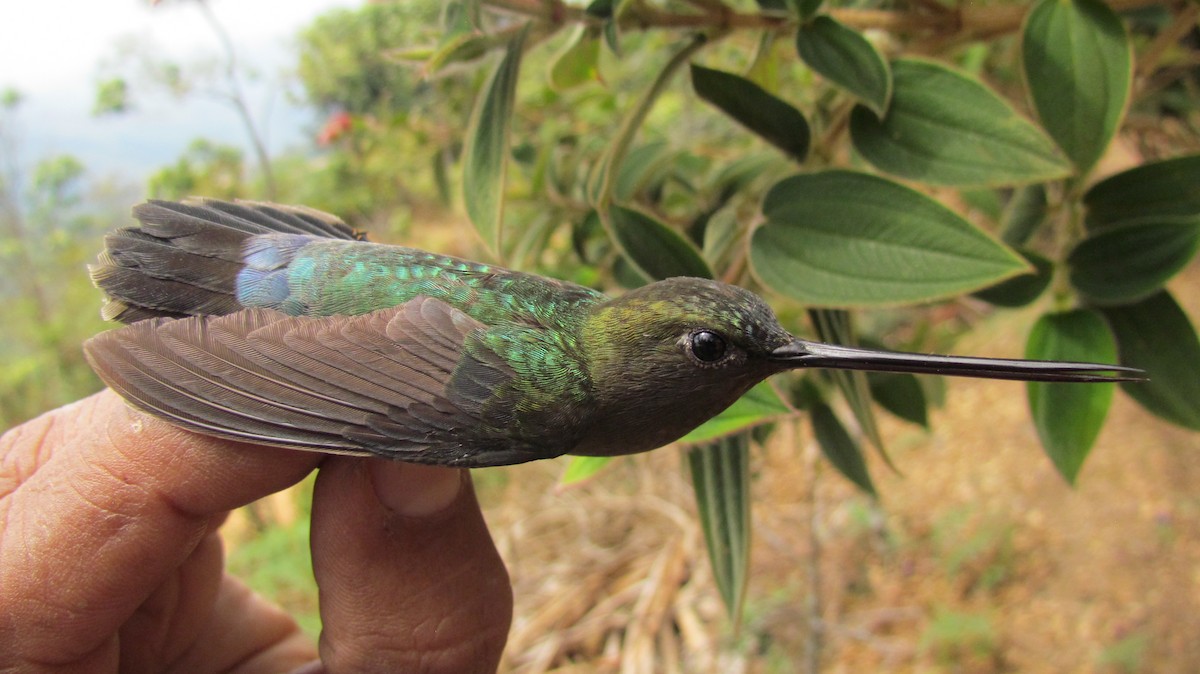 kolibřík zelenočelý - ML416559431