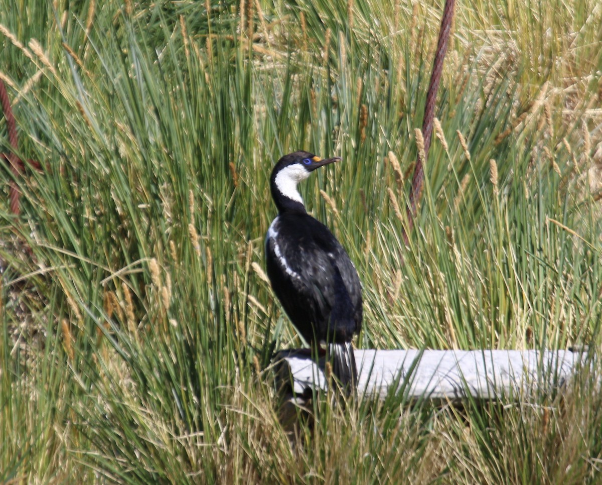 South Georgia Shag - Jacob C. Cooper