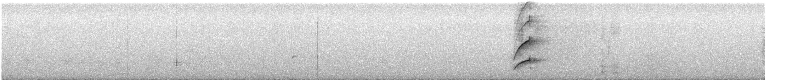 Копетон світлогорлий (підвид nuttingi/inquietus) - ML416559821