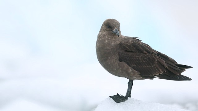 South Polar Skua - ML416559961