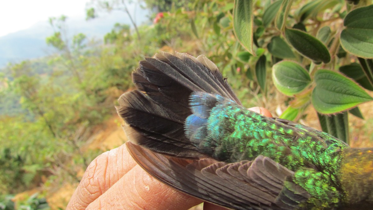 kolibřík zelenočelý - ML416560191