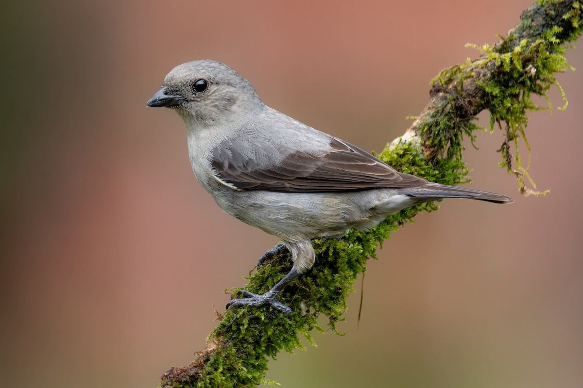 Plain-colored Tanager - Alexander Montero