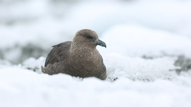 South Polar Skua - ML416560701