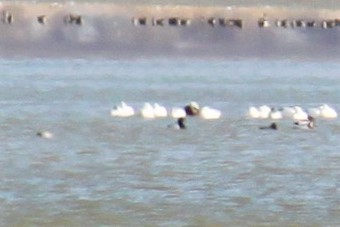 Snow Goose - ML416560771