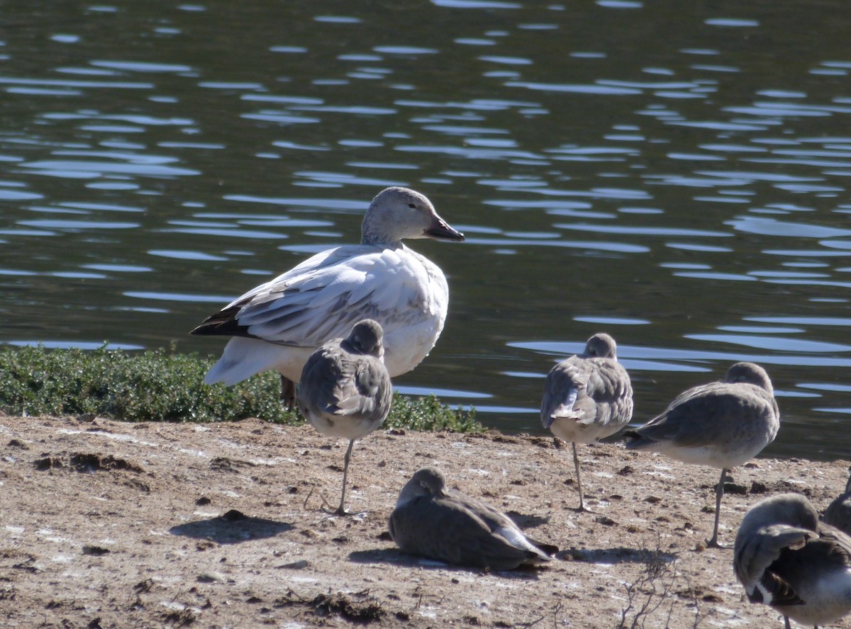 Snow Goose - Libby Patten