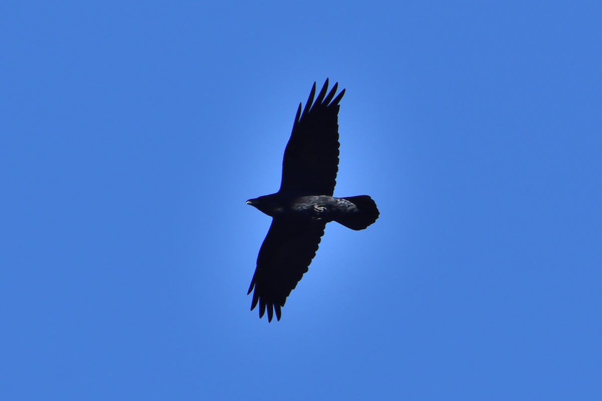 Common Raven - ML416563971