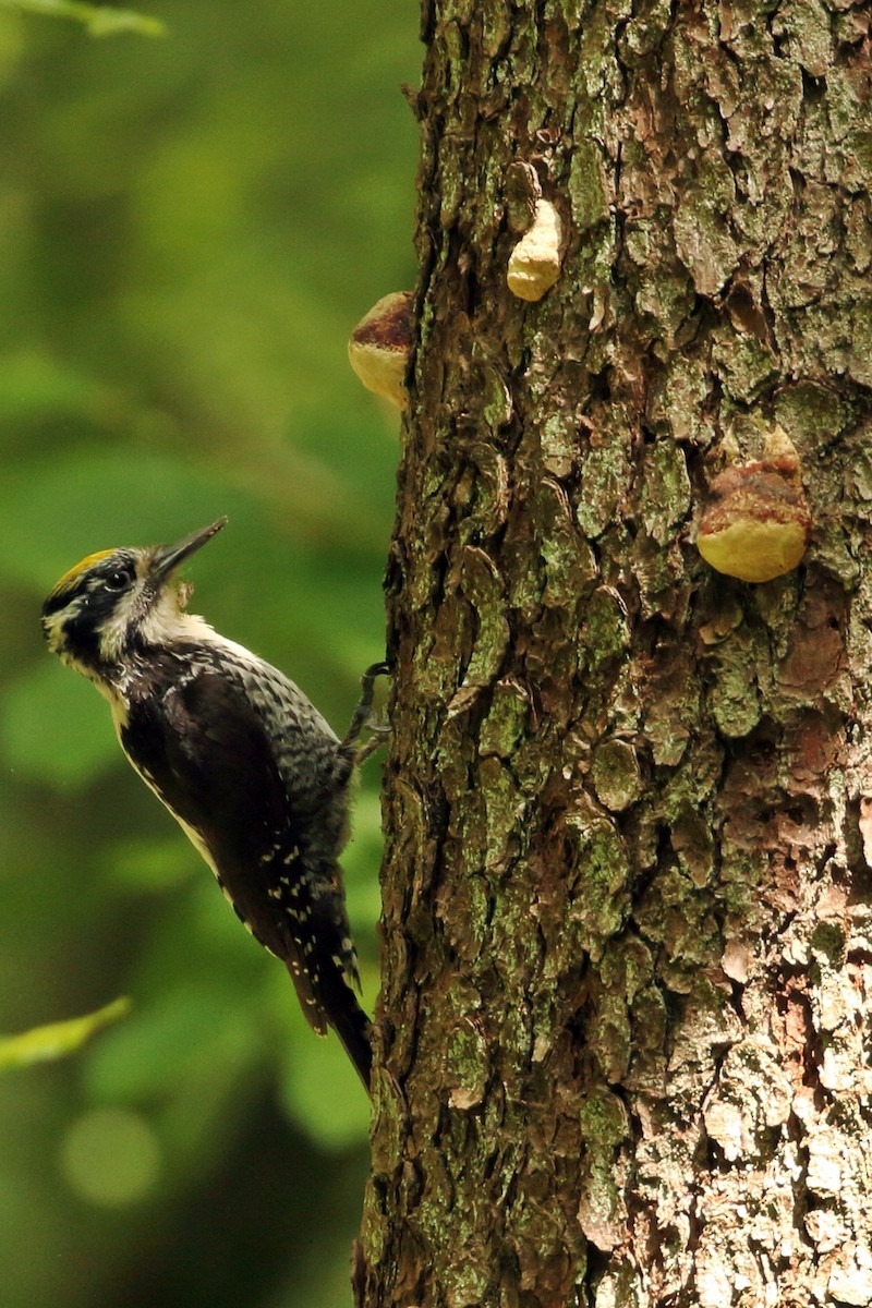 Eurasian Three-toed Woodpecker - ML416566881