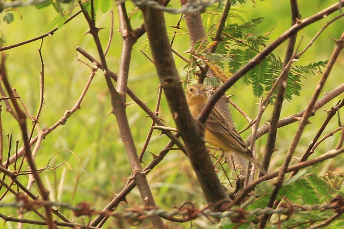 Grassland Yellow-Finch - ML416567091