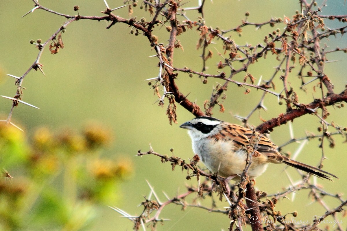 Stripe-headed Sparrow - Carlos Contreras Terrazas