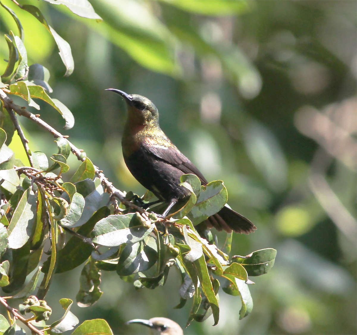 Copper Sunbird - ML416568641