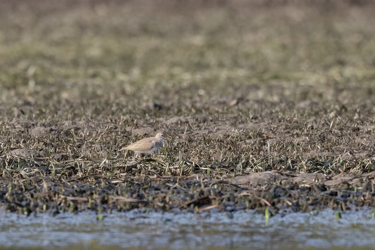 Common Sandpiper - James Bennett