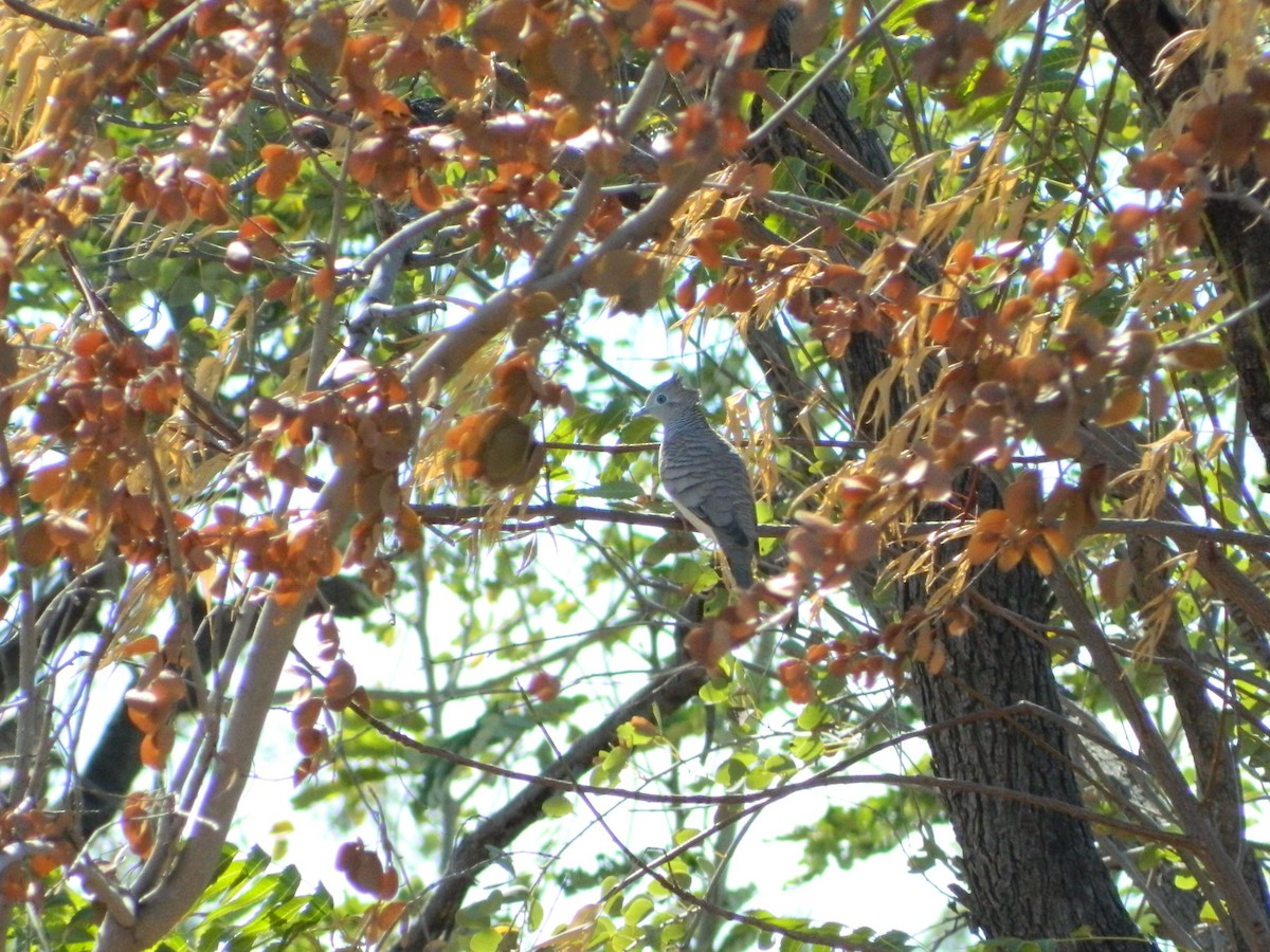 Peaceful Dove - ML416569661