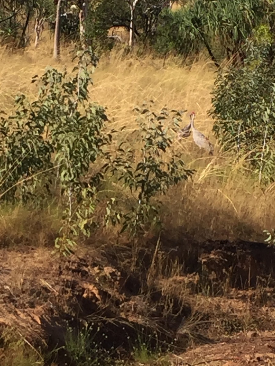 Grue brolga - ML416570061