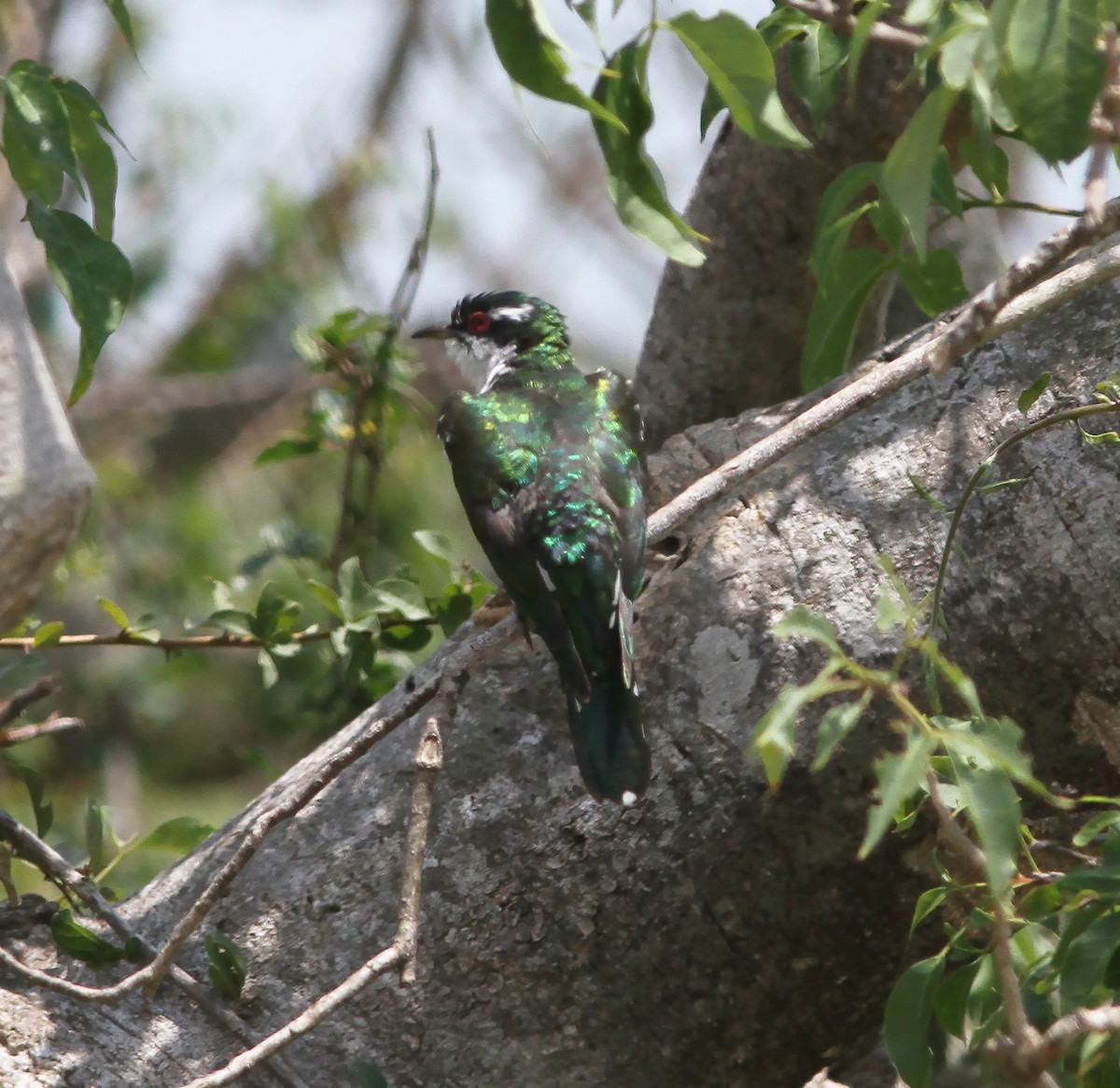 Dideric Cuckoo - ML416570821