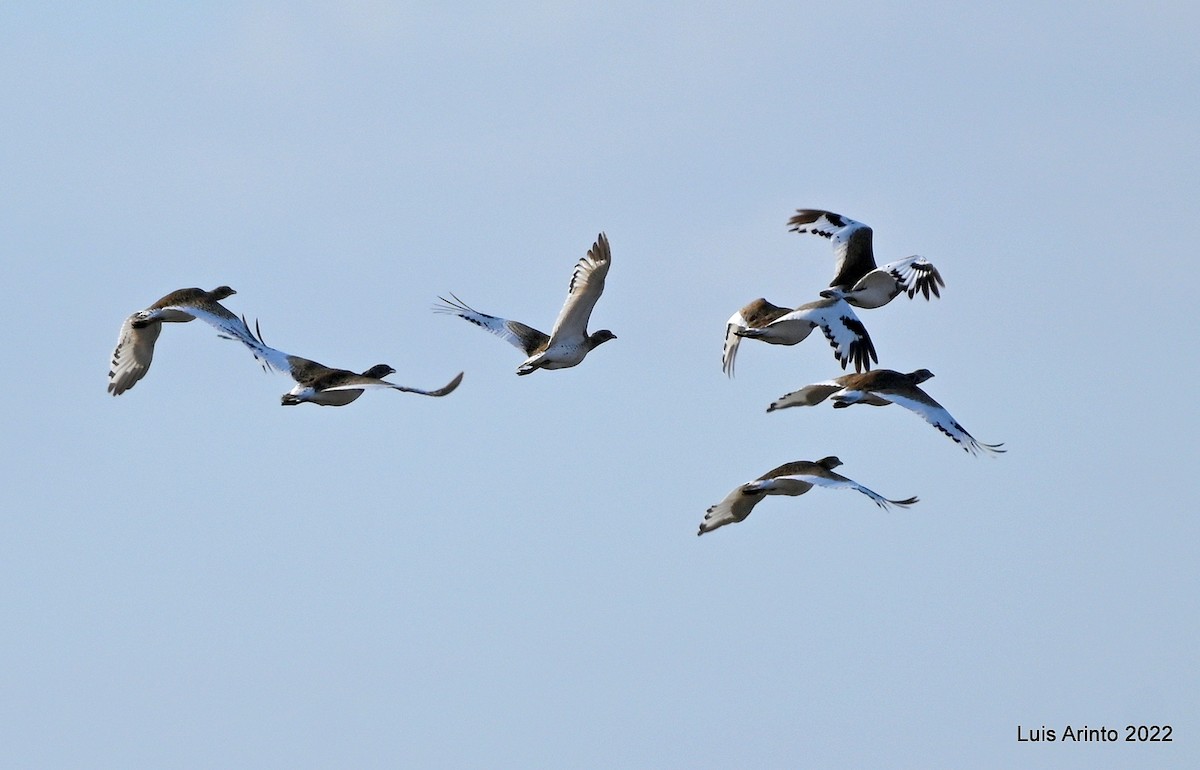 Little Bustard - ML416571881