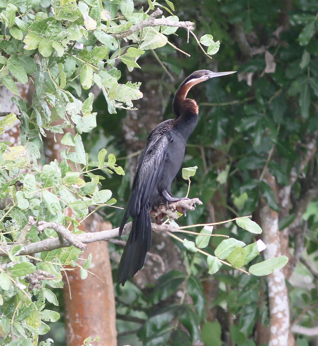 African Darter - Gary Rosenberg