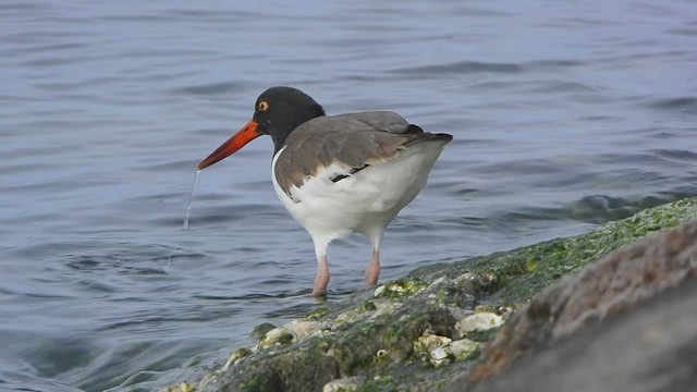 American Oystercatcher - ML416572271